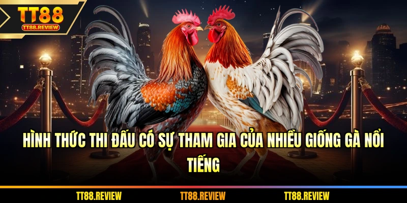 Hình thức thi đấu có sự tham gia của nhiều giống gà nổi tiếng